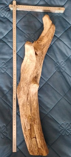 Treibholz schwemmholz - treibholz,