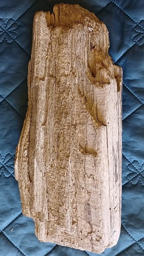 Treibholz schwemmholz - treibholz,